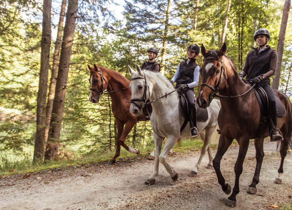 Kopfkino beim Reiten: Verstehe die Mechanismen dahinter